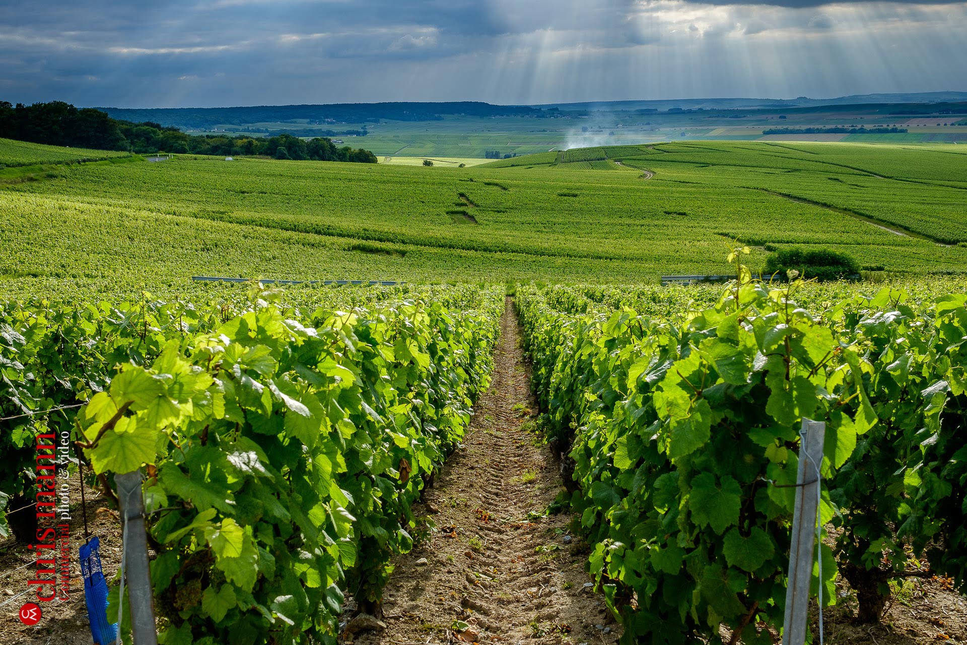 Champagne vineyards near Reims Picardy France