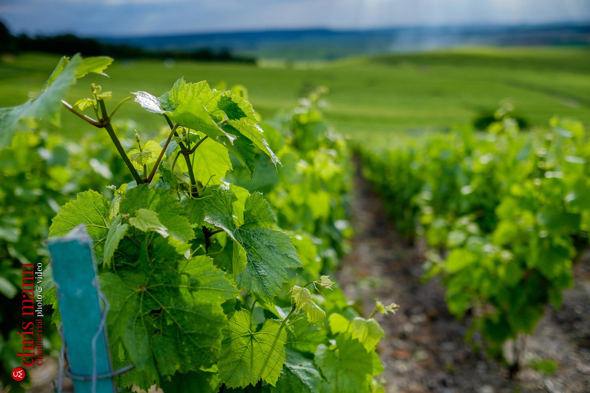 close-up of vines in Champagne vineyards near Reims Picardy France
