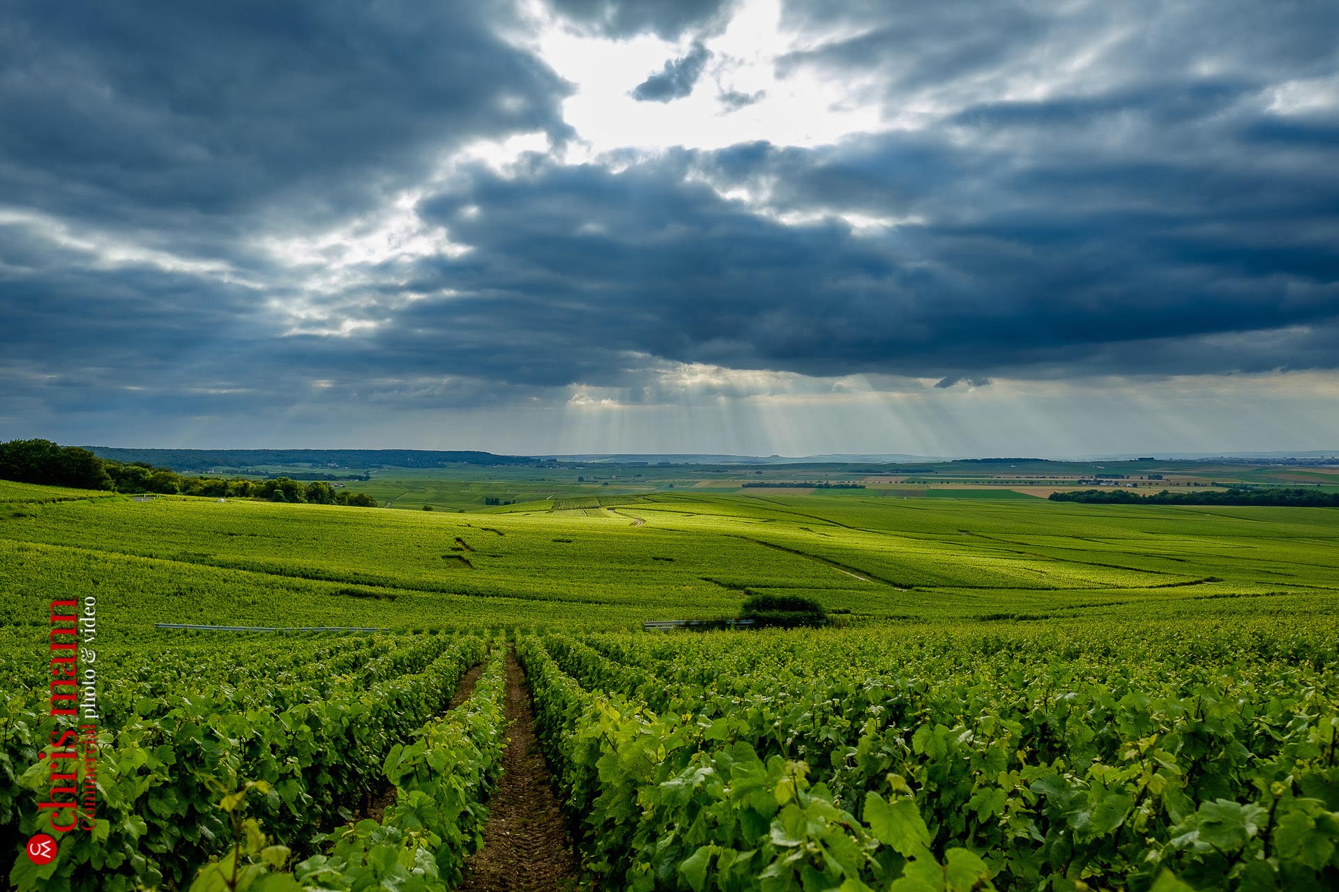 Champagne vineyards near Reims Picardy France