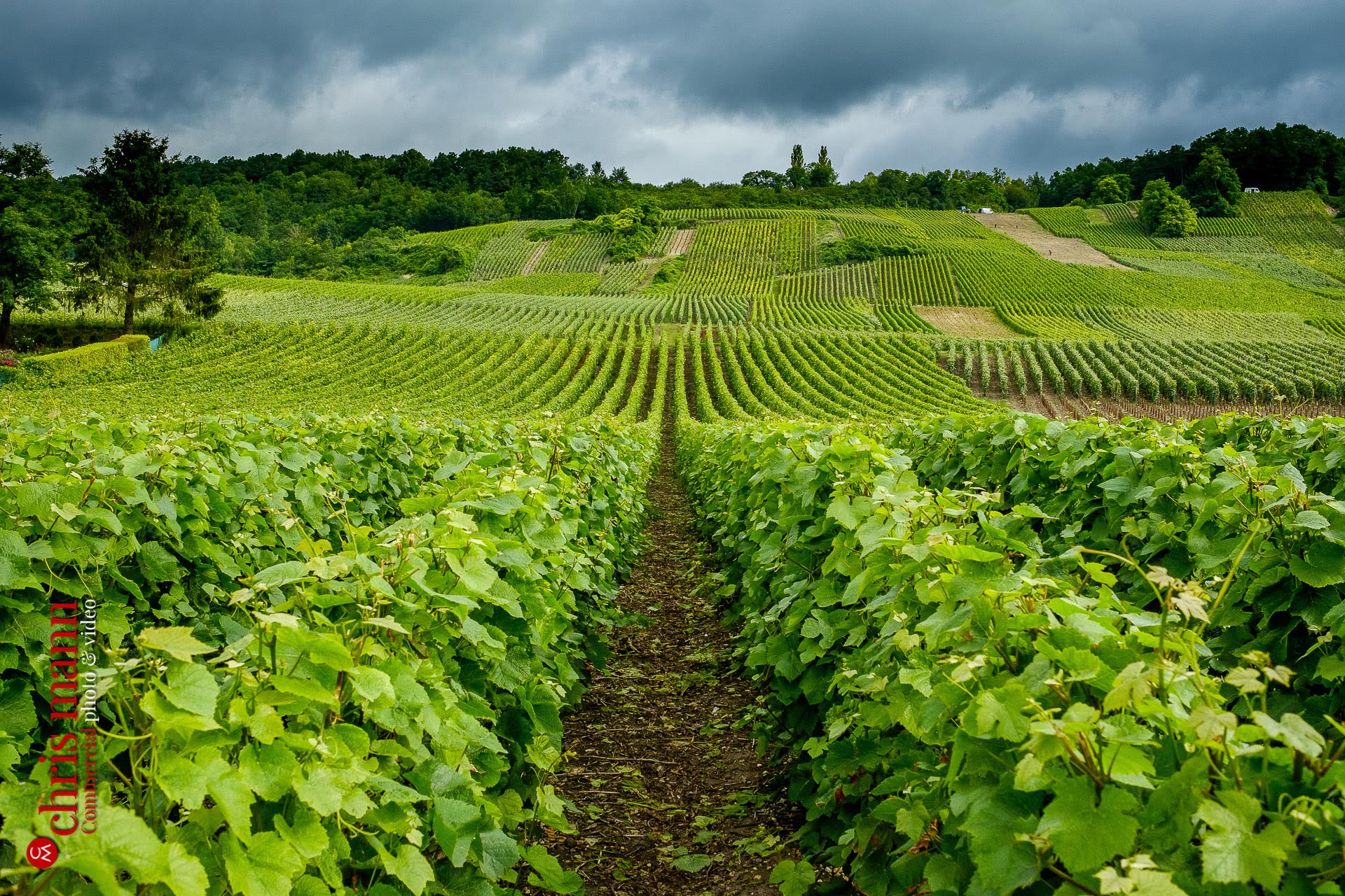 Champagne vineyards near Reims Picardy France