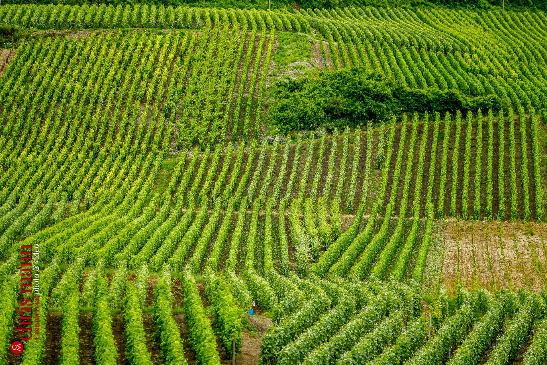 Champagne vineyards near Reims Picardy France