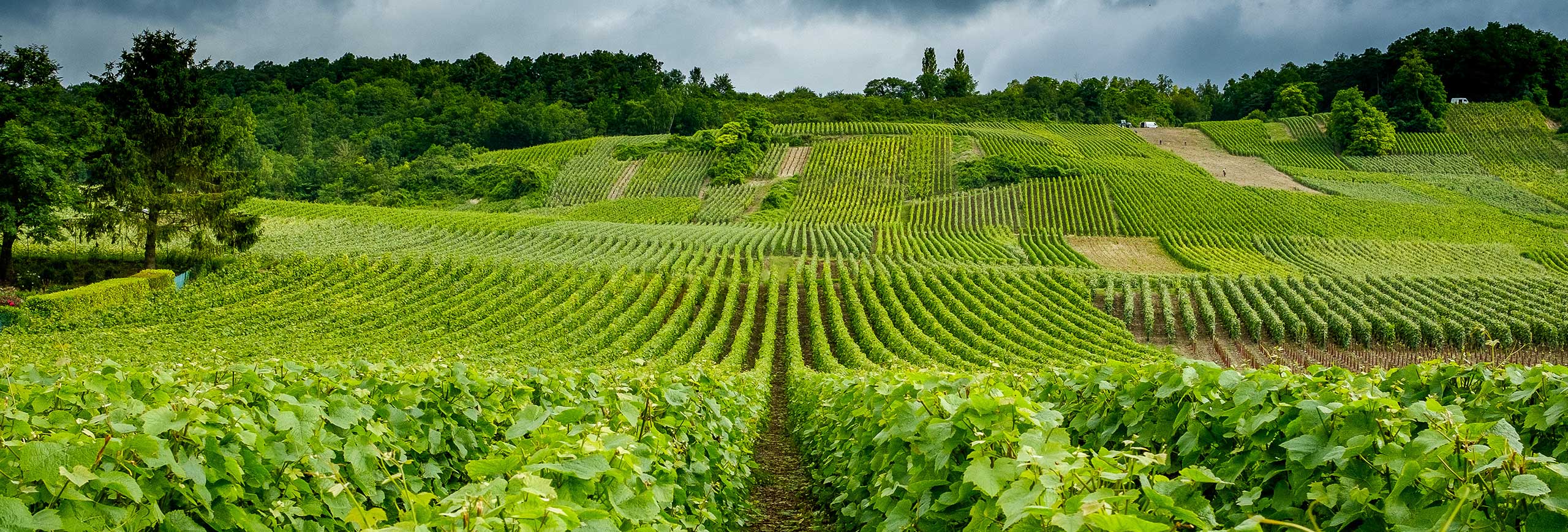 Champagne vineyard, France - stock photography by Chris Mann